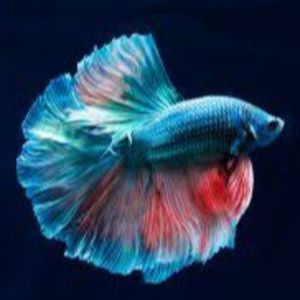 Meet your Posher, Aditya